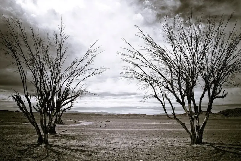 Bare acacia trees on the arid plain toward the Sahara