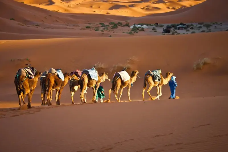 Camel caravan on the dunes of Erg Chebbi
