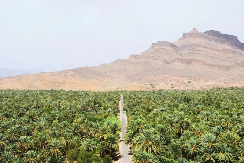 Palm groves of the Draa Valley below the Anti Atlas
