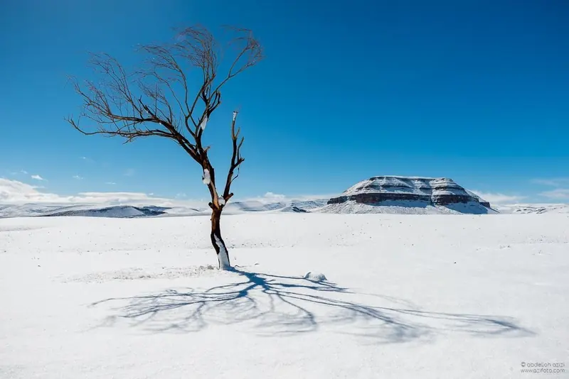Un arbre isolé dans la neige près de Fint