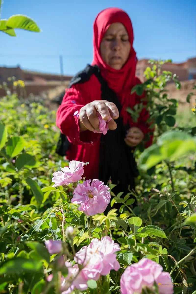 Picking Damask roses in the Valley of Roses