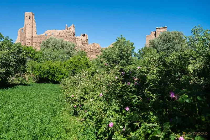 Rose hedges and a kasbah in the Valley of Roses