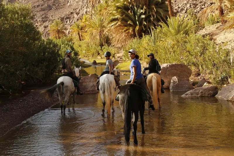 Horses wading through a river below palm trees
